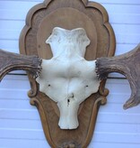 Groot  decoratief ELAND GEWEI op houten schild