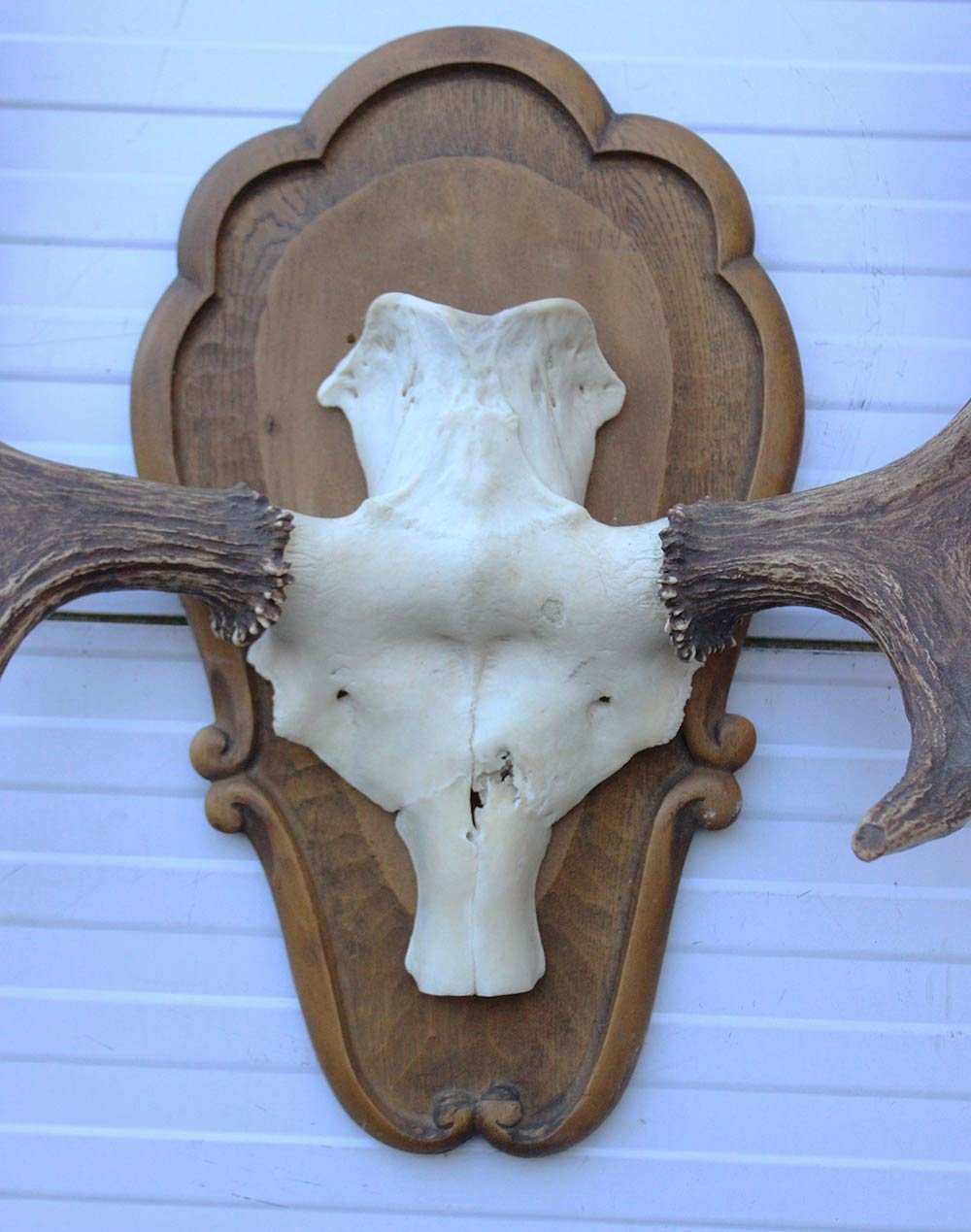 Groot  decoratief ELAND GEWEI op houten schild