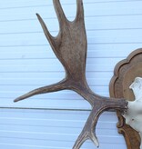 Groot  decoratief ELAND GEWEI op houten schild