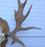 Groot  decoratief ELAND GEWEI op houten schild