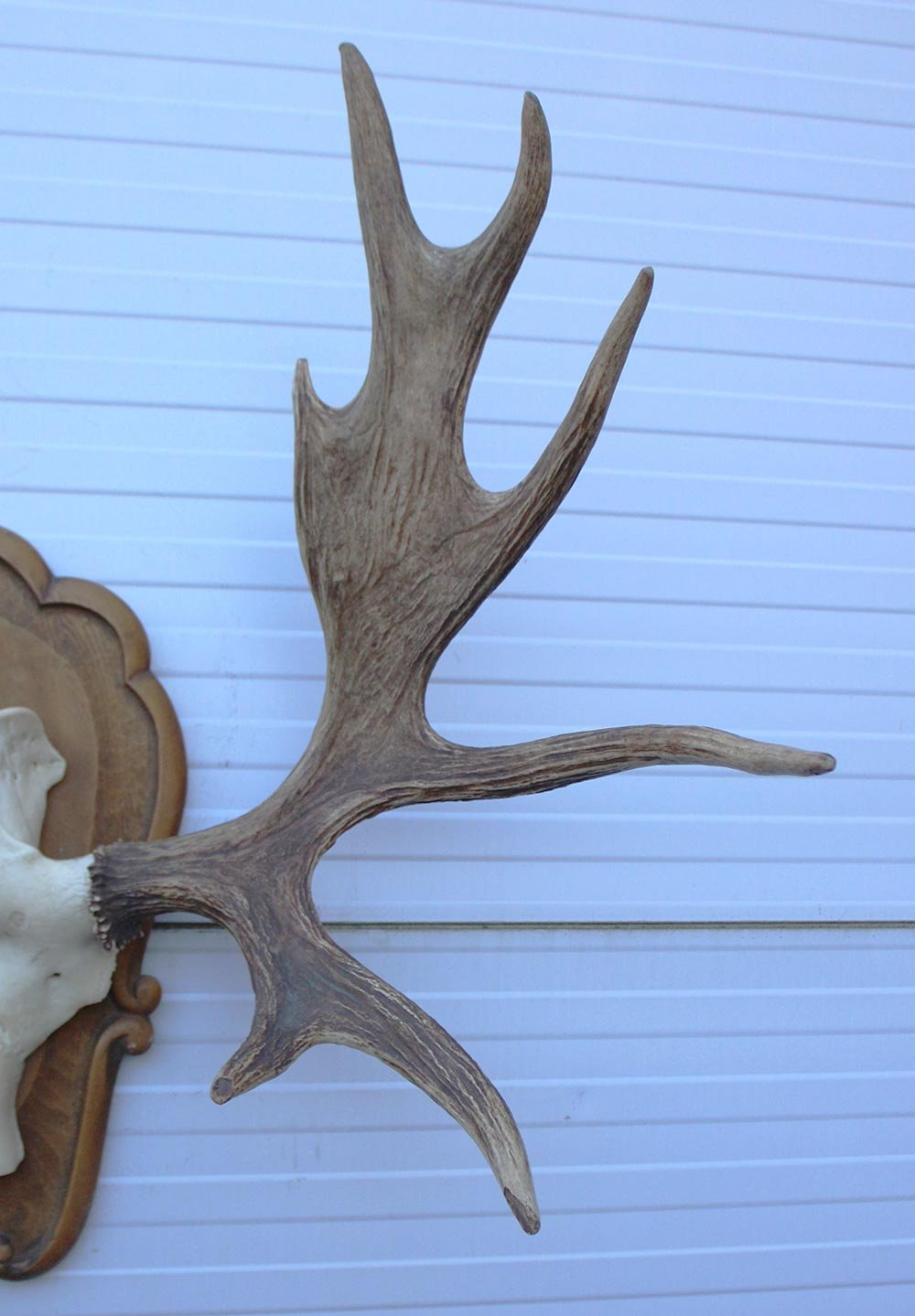 Groot  decoratief ELAND GEWEI op houten schild