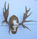 Groot  decoratief ELAND GEWEI op houten schild