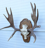 Groot  decoratief ELAND GEWEI op houten schild