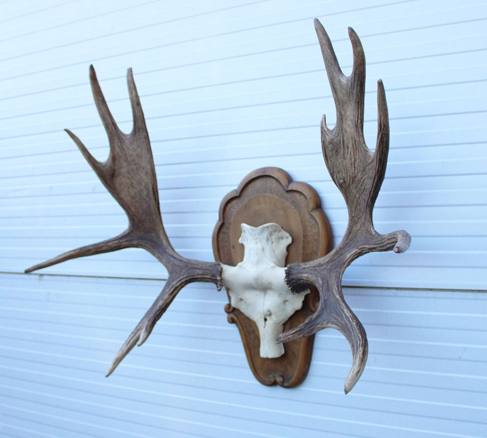 Groot  decoratief ELAND GEWEI op houten schild