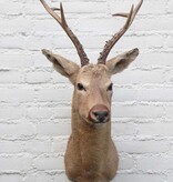 Statige opgezette kop SIBERISCHE REEBOK (Capreolus pygargus)  - Altai