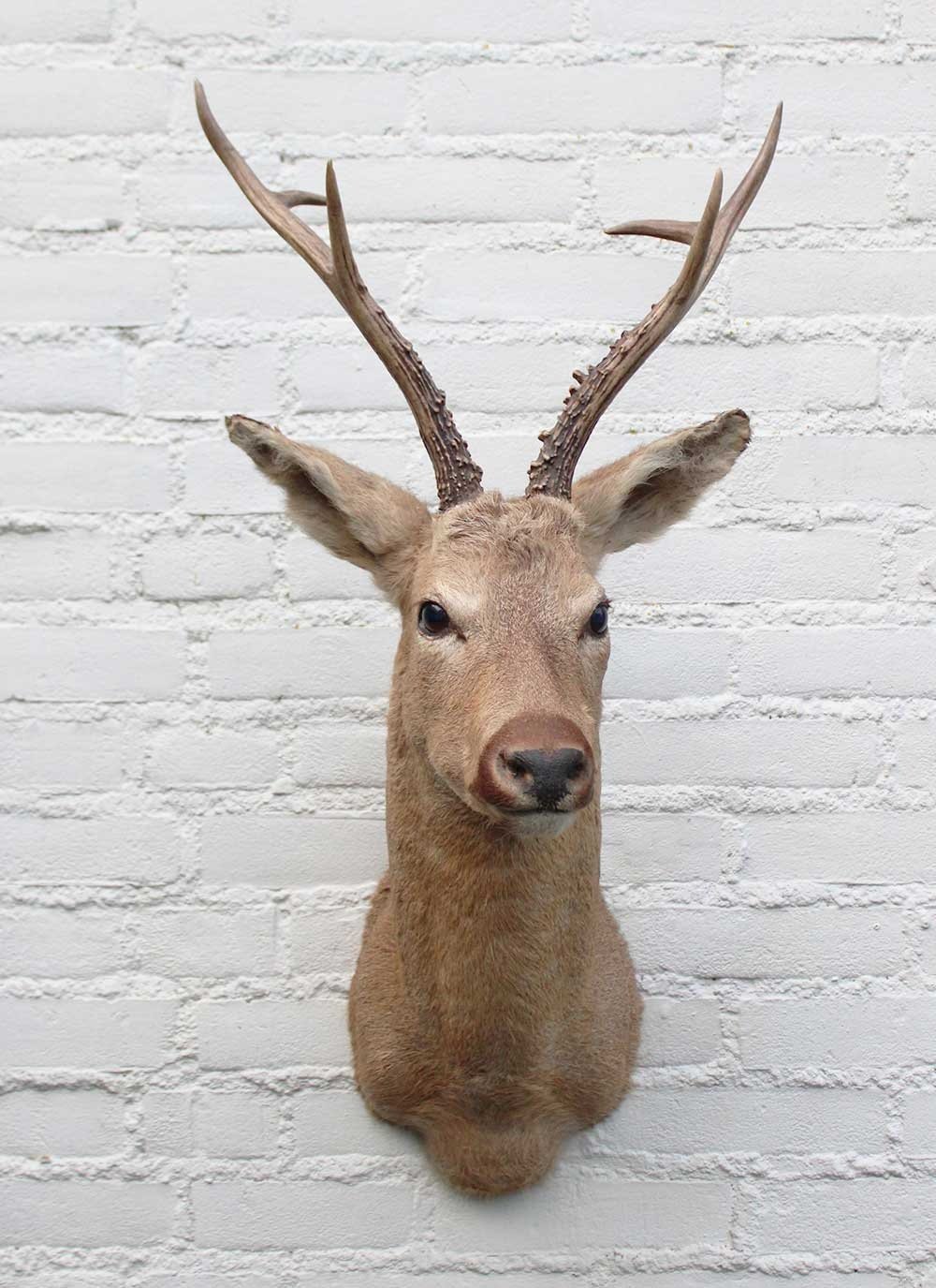 Statige opgezette kop SIBERISCHE REEBOK (Capreolus pygargus)  - Altai