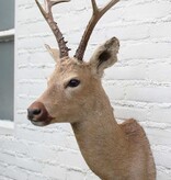 Statige opgezette kop SIBERISCHE REEBOK (Capreolus pygargus)  - Altai