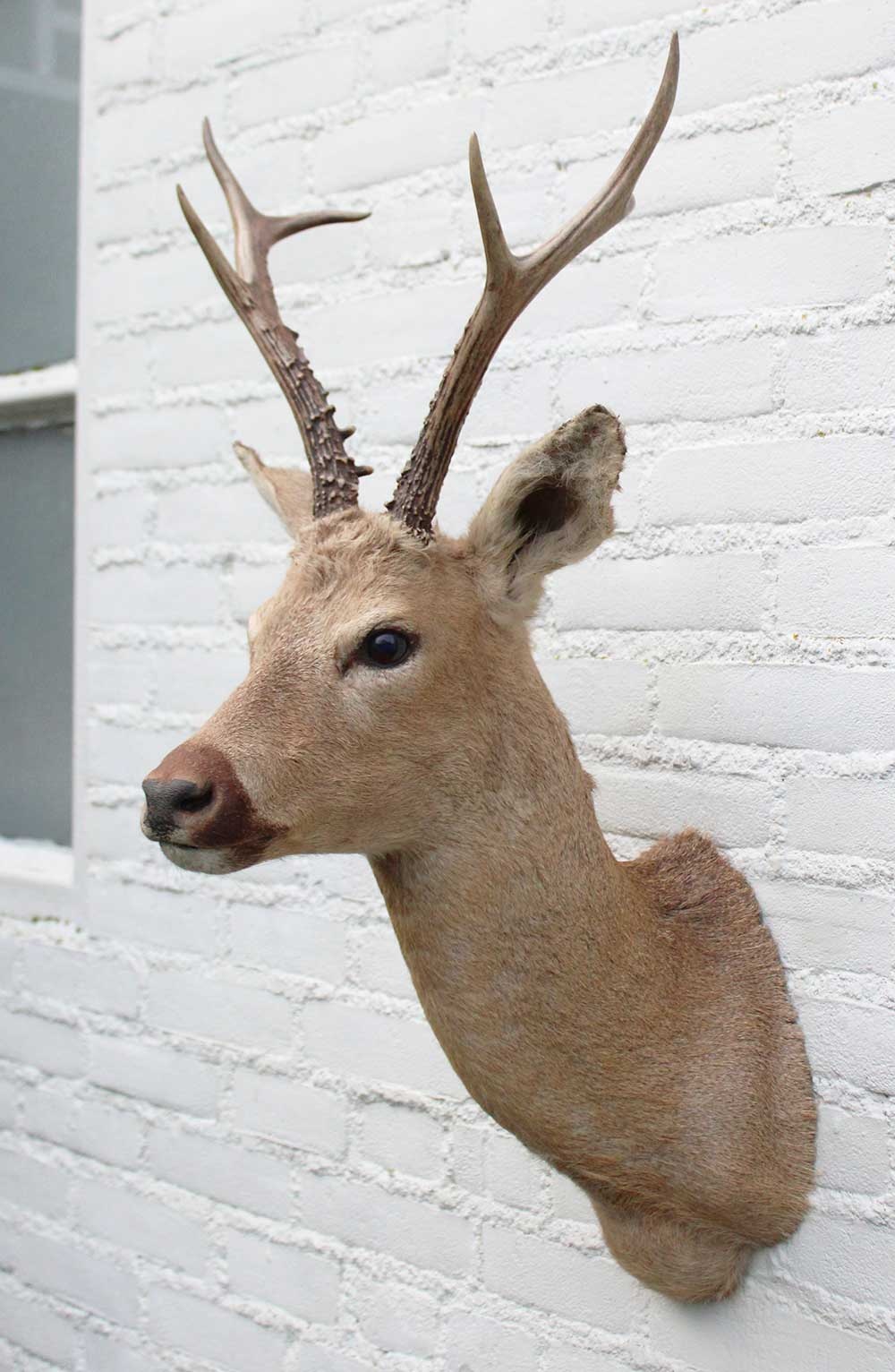 Statige opgezette kop SIBERISCHE REEBOK (Capreolus pygargus)  - Altai