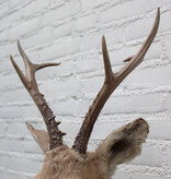 Statige opgezette kop SIBERISCHE REEBOK (Capreolus pygargus)  - Altai