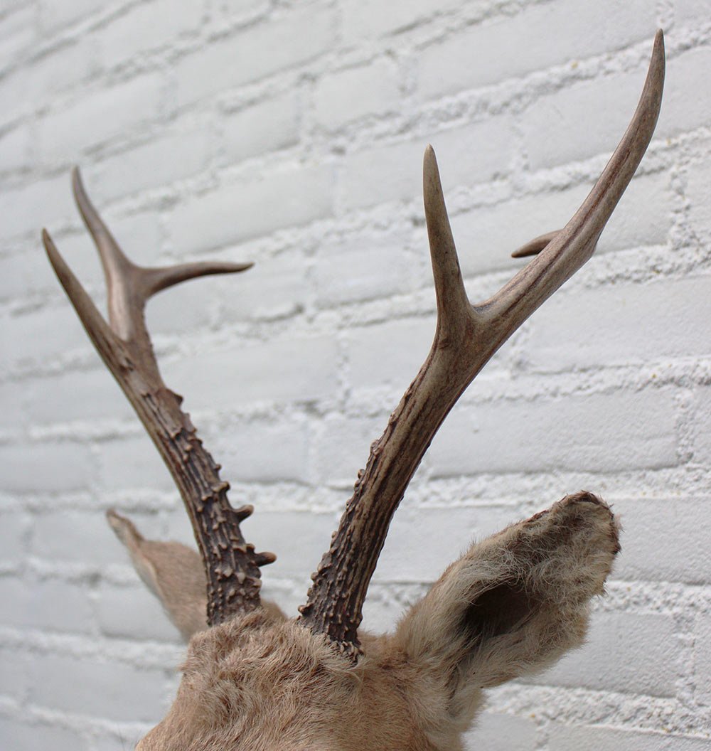 Statige opgezette kop SIBERISCHE REEBOK (Capreolus pygargus)  - Altai