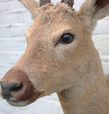 Statige opgezette kop SIBERISCHE REEBOK (Capreolus pygargus)  - Altai