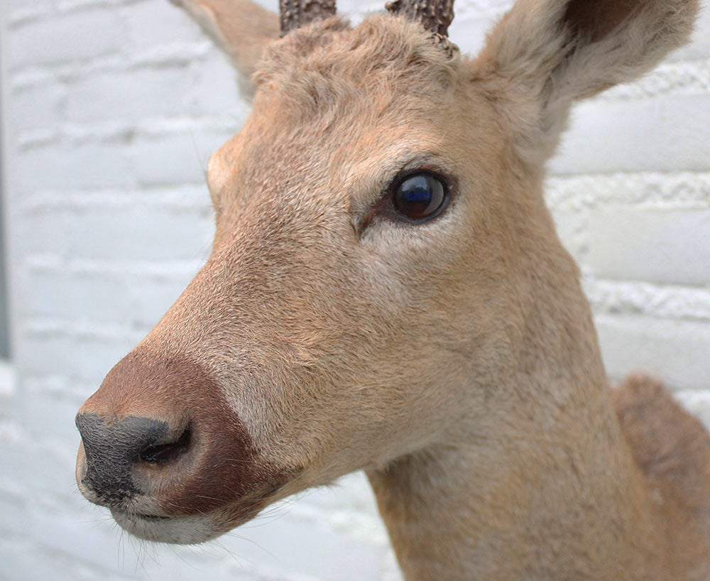 Statige opgezette kop SIBERISCHE REEBOK (Capreolus pygargus)  - Altai