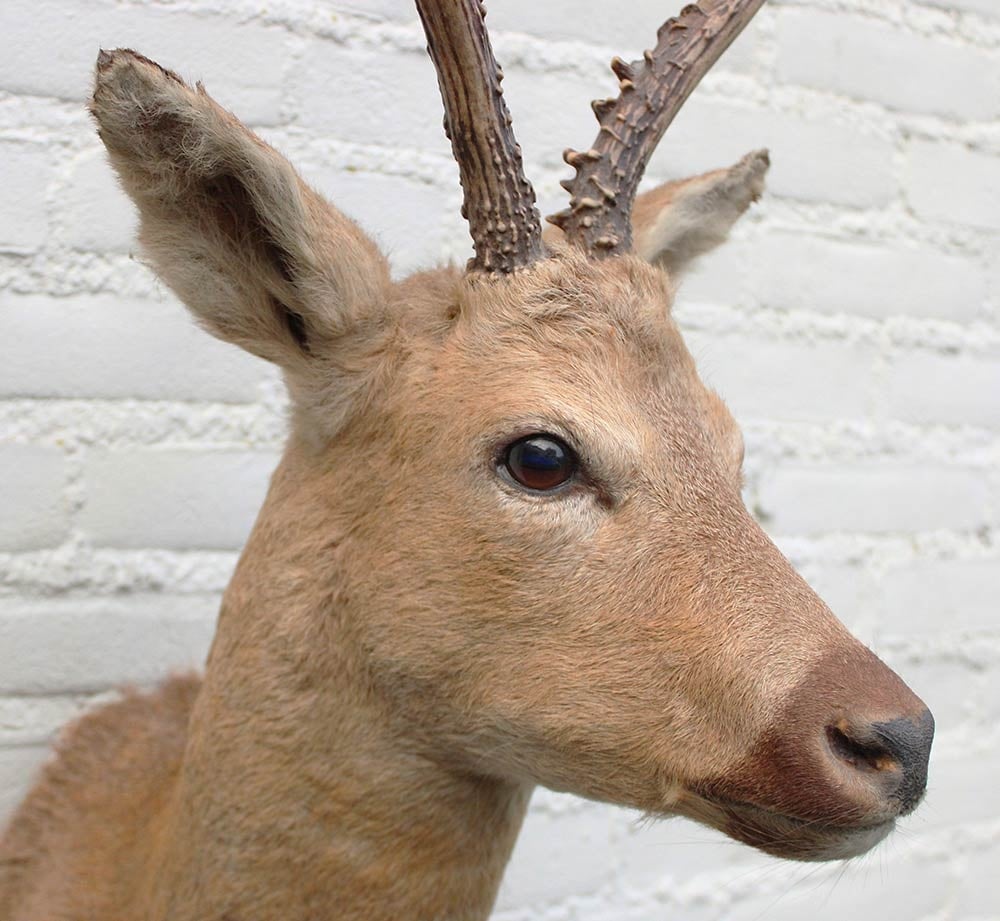 Statige opgezette kop SIBERISCHE REEBOK (Capreolus pygargus)  - Altai