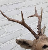 Statige opgezette kop SIBERISCHE REEBOK (Capreolus pygargus)  - Altai