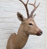 Statige opgezette kop SIBERISCHE REEBOK (Capreolus pygargus)  - Altai