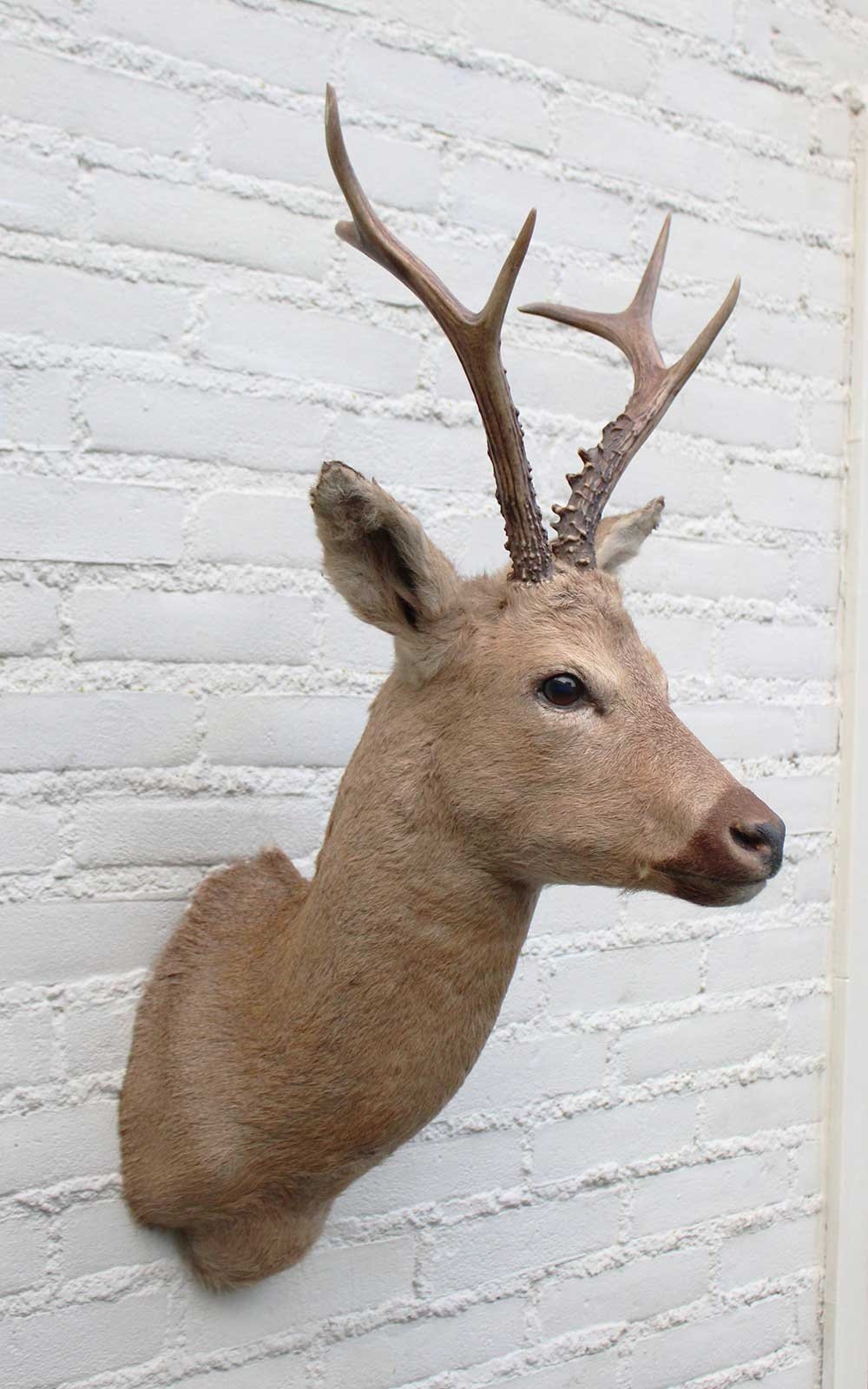 Statige opgezette kop SIBERISCHE REEBOK (Capreolus pygargus)  - Altai