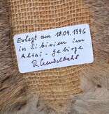 Statige opgezette kop SIBERISCHE REEBOK (Capreolus pygargus)  - Altai