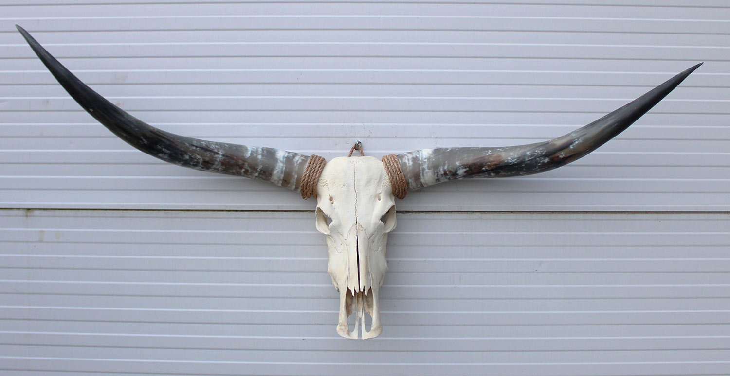Grote schedel TEXAS STYLE LONGHORN 154 cm