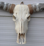 Grote schedel TEXAS STYLE LONGHORN 154 cm
