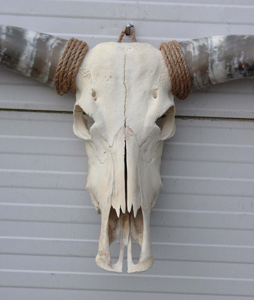 Grote schedel TEXAS STYLE LONGHORN 154 cm