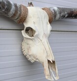 Grote schedel TEXAS STYLE LONGHORN 154 cm