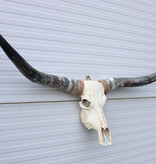 Grote schedel TEXAS STYLE LONGHORN 154 cm