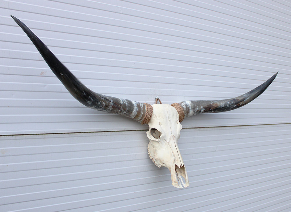 Grote schedel TEXAS STYLE LONGHORN 154 cm