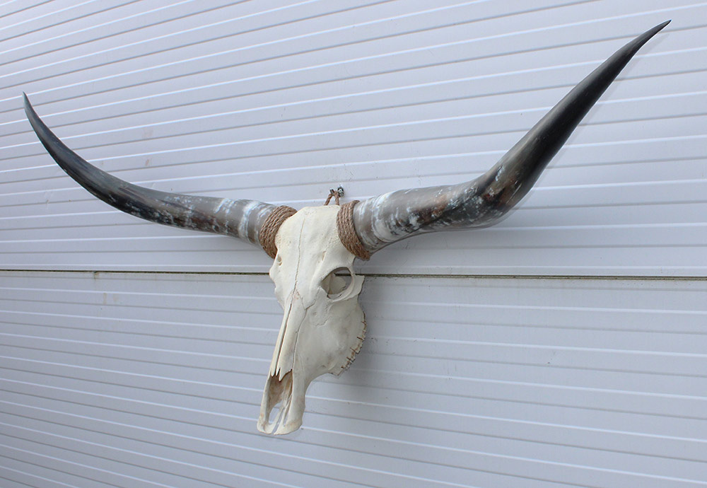 Grote schedel TEXAS STYLE LONGHORN 154 cm