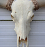 Grote schedel TEXAS STYLE LONGHORN 143 cm