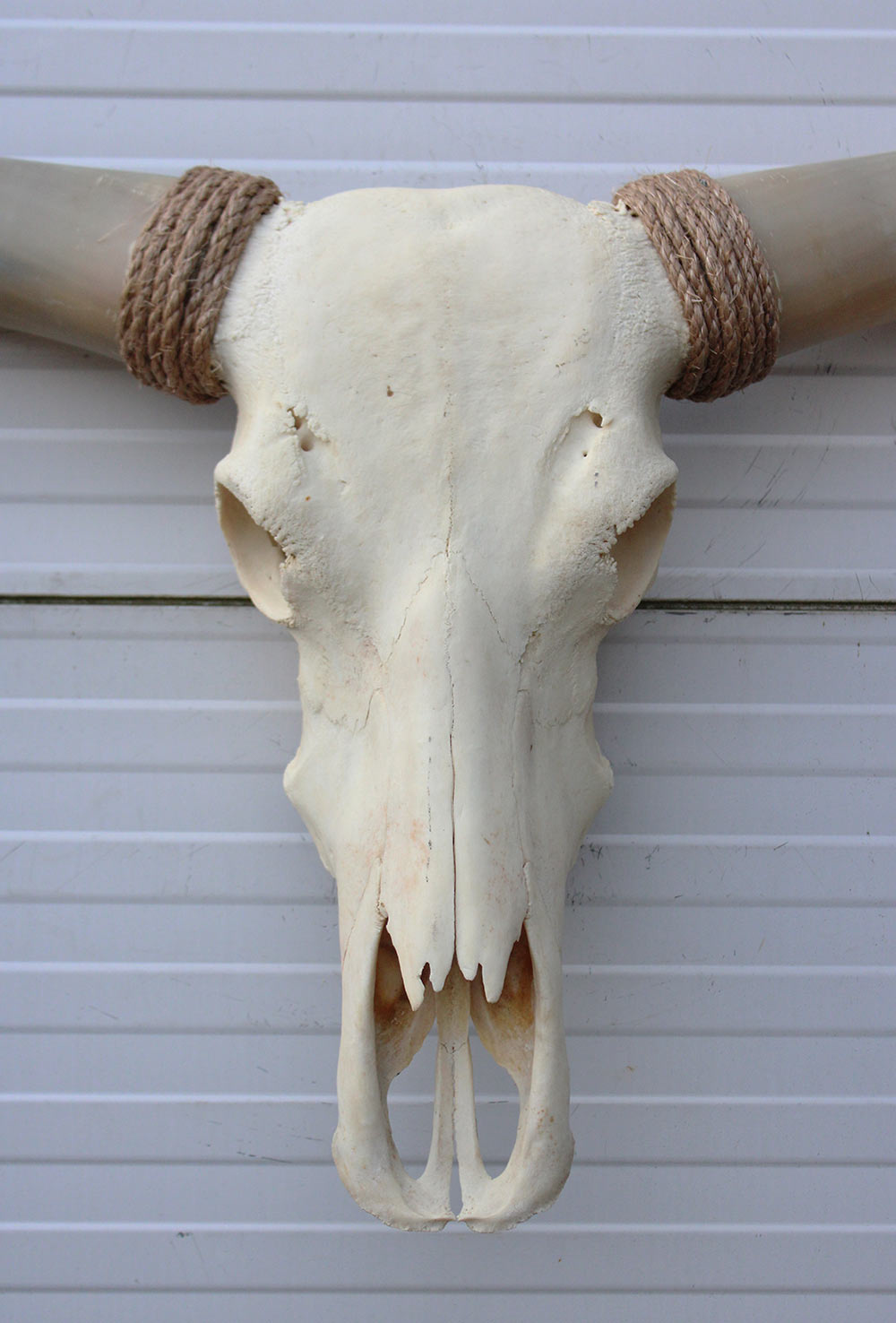 Grote schedel TEXAS STYLE LONGHORN 143 cm