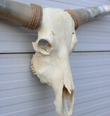 Grote schedel TEXAS STYLE LONGHORN 143 cm