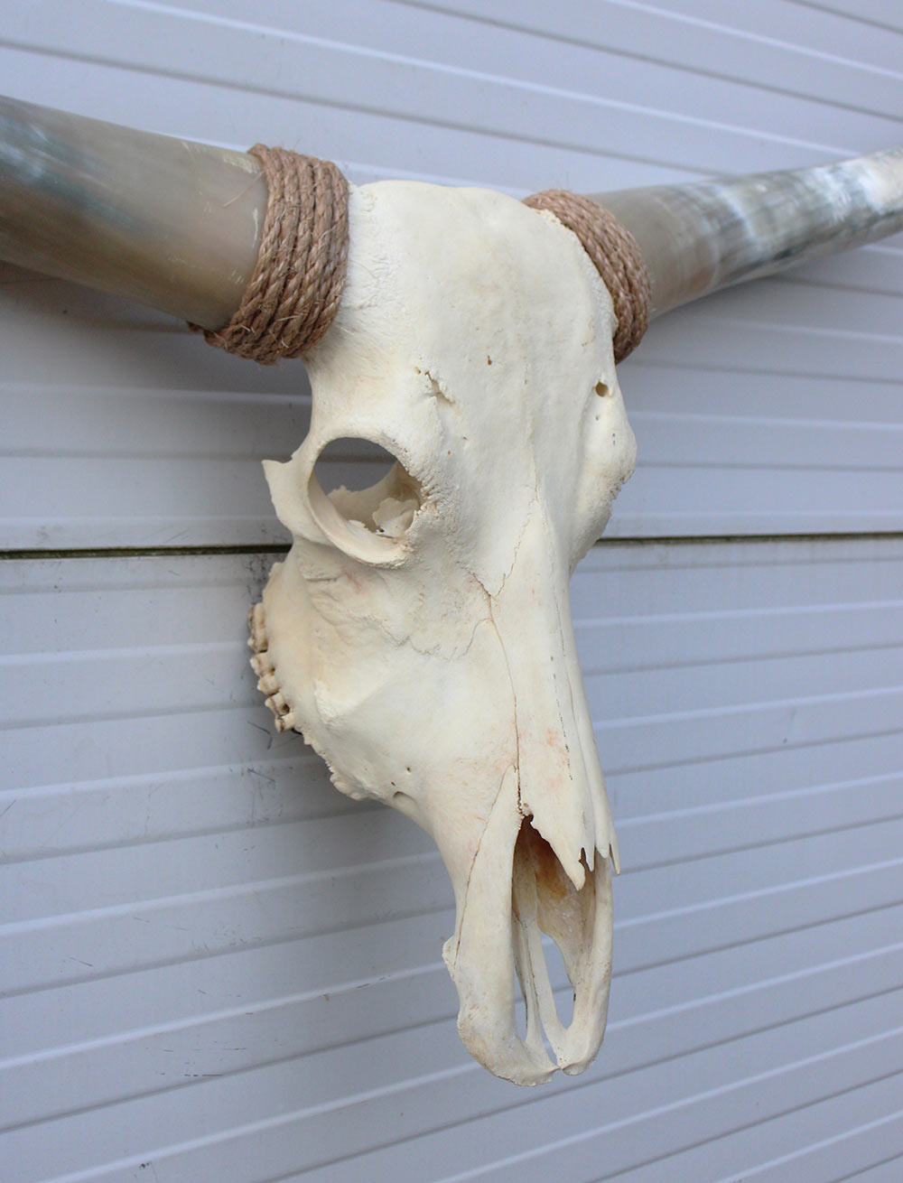 Grote schedel TEXAS STYLE LONGHORN 143 cm