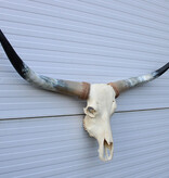 Grote schedel TEXAS STYLE LONGHORN 143 cm