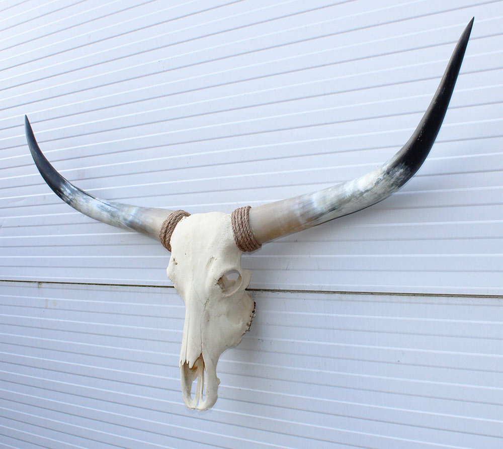 Grote schedel TEXAS STYLE LONGHORN 143 cm
