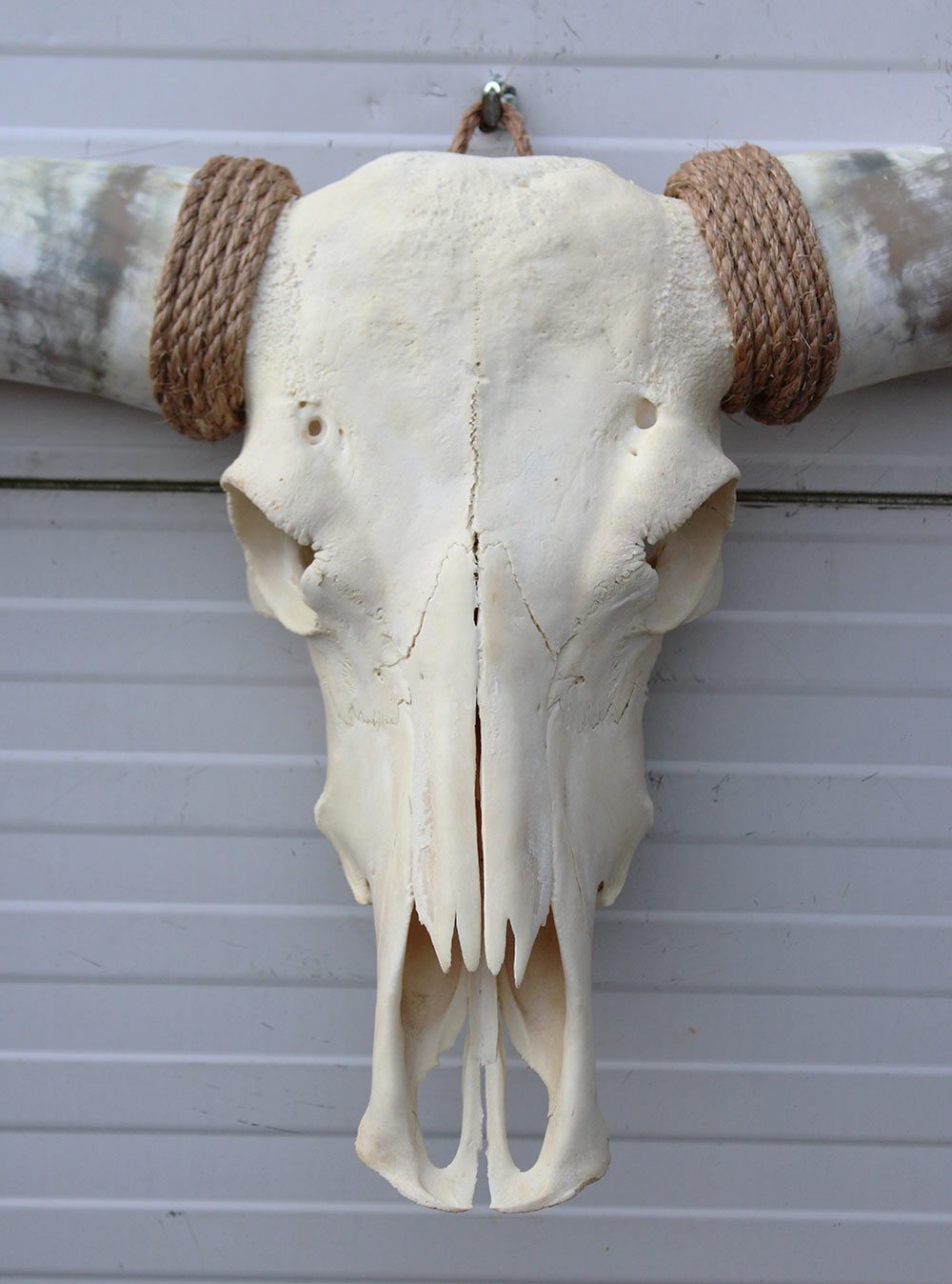 Grote schedel TEXAS STYLE LONGHORN 149 cm