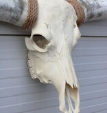 Grote schedel TEXAS STYLE LONGHORN 149 cm