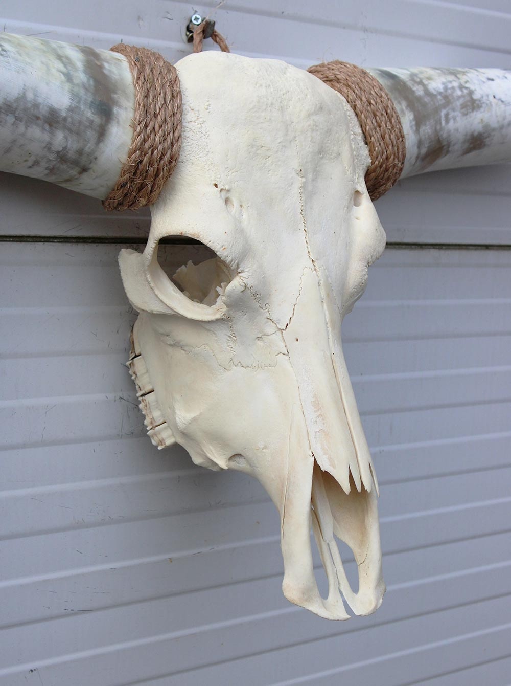 Grote schedel TEXAS STYLE LONGHORN 149 cm