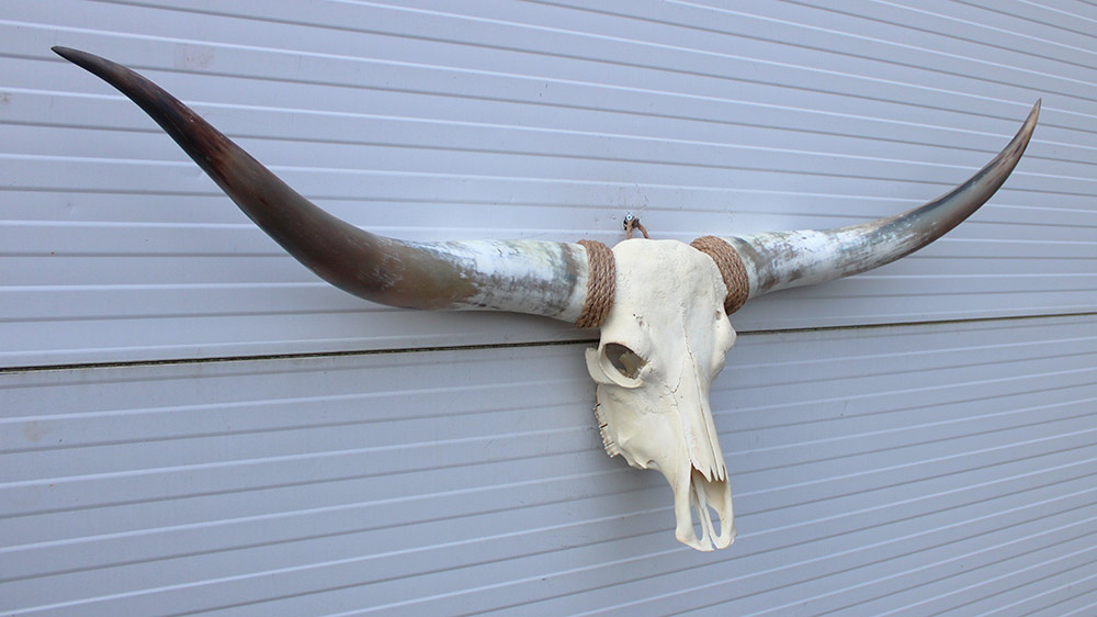 Grote schedel TEXAS STYLE LONGHORN 149 cm