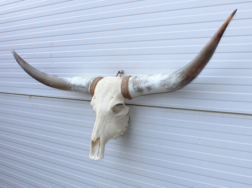 Grote schedel TEXAS STYLE LONGHORN 149 cm