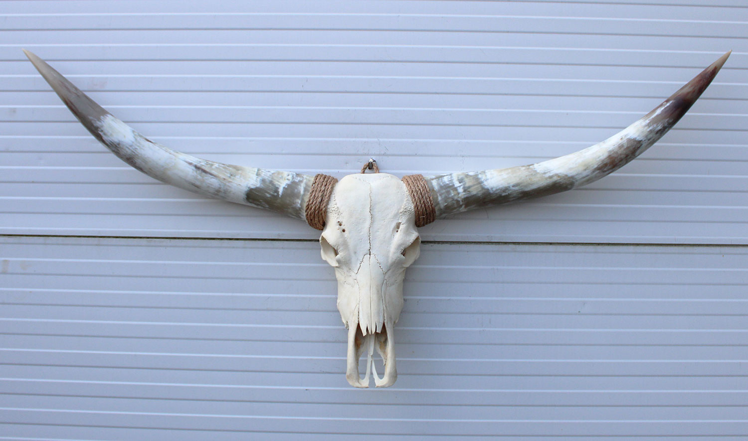 Grote schedel TEXAS STYLE LONGHORN 148 cm
