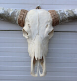 Grote schedel TEXAS STYLE LONGHORN 148 cm
