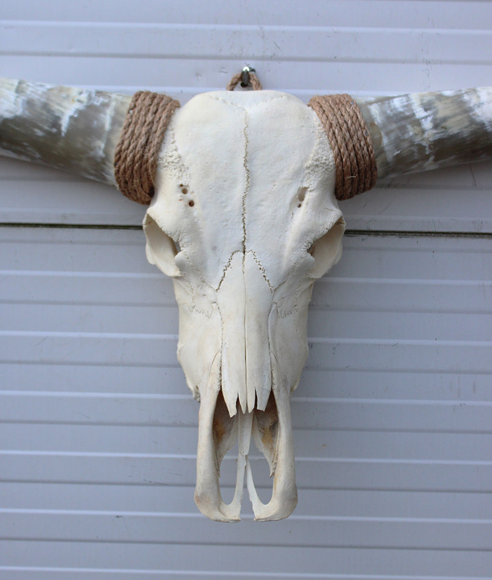 Grote schedel TEXAS STYLE LONGHORN 148 cm