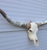 Grote schedel TEXAS STYLE LONGHORN 148 cm
