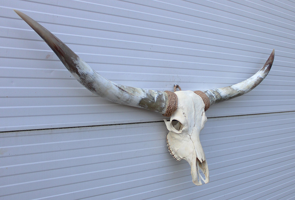 Grote schedel TEXAS STYLE LONGHORN 148 cm