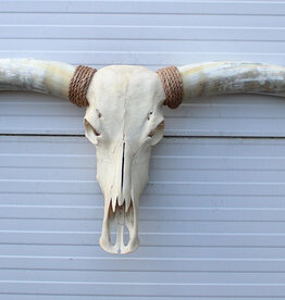 Grote schedel TEXAS STYLE LONGHORN 154 cm - ref. G