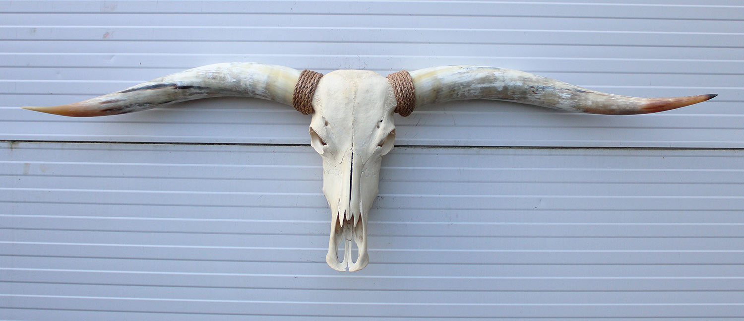 Grote schedel TEXAS STYLE LONGHORN 154 cm