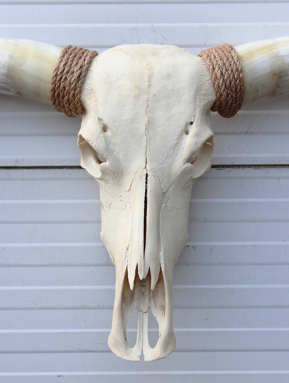 Grote schedel TEXAS STYLE LONGHORN 154 cm