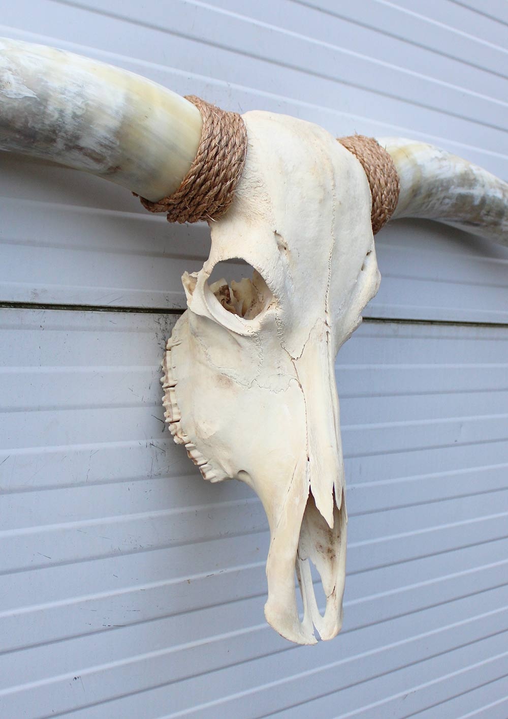 Grote schedel TEXAS STYLE LONGHORN 154 cm