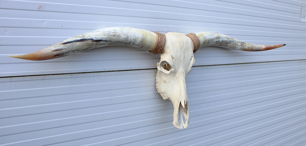 Grote schedel TEXAS STYLE LONGHORN 154 cm