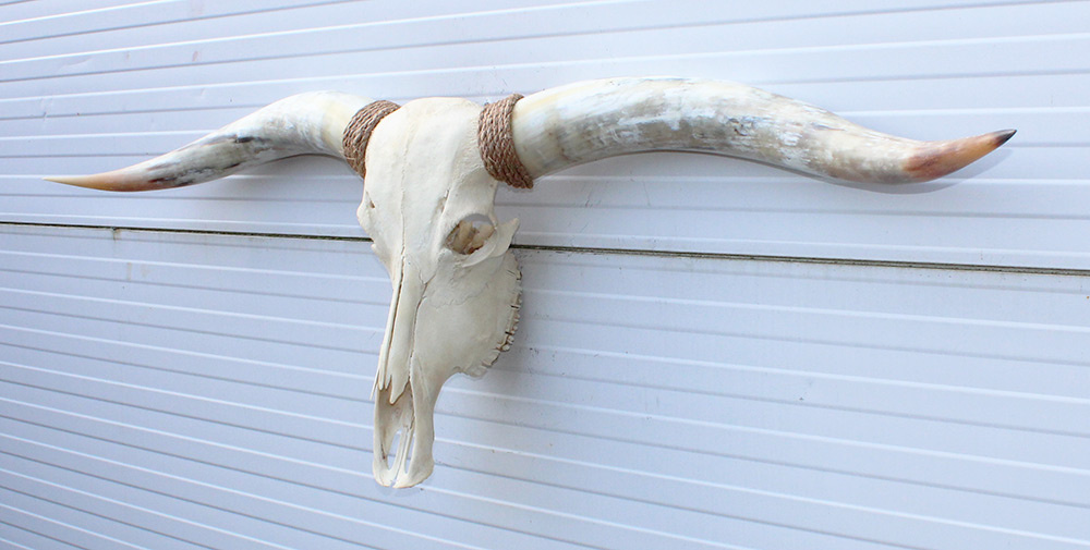 Grote schedel TEXAS STYLE LONGHORN 154 cm